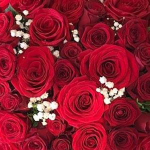 Roses rouges moyennes