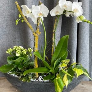 Composition à base de Phalaenopsis blanc