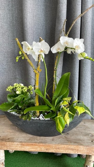 Composition à base de Phalaenopsis blanc