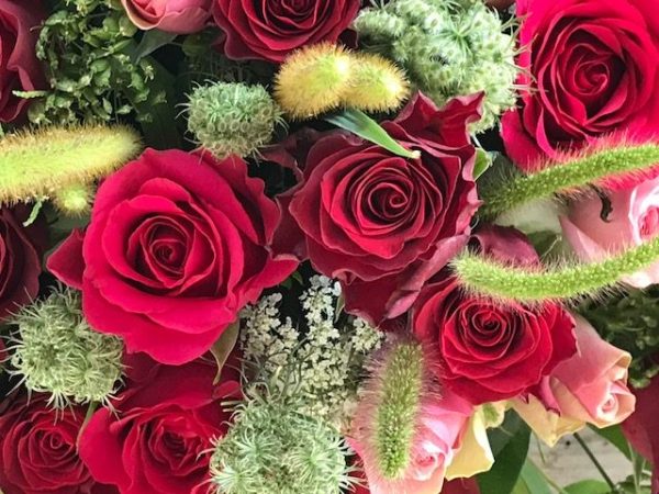 Roses rouges grand bouton