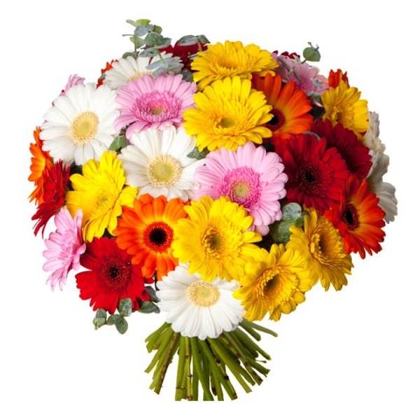 Assemblage de germinis colorés, variés suivant arrivages.