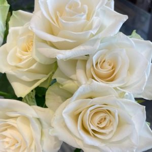 Roses blanches moyennes