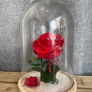 La belle et la bête