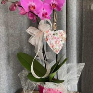 Phalaenopsis couleur en création