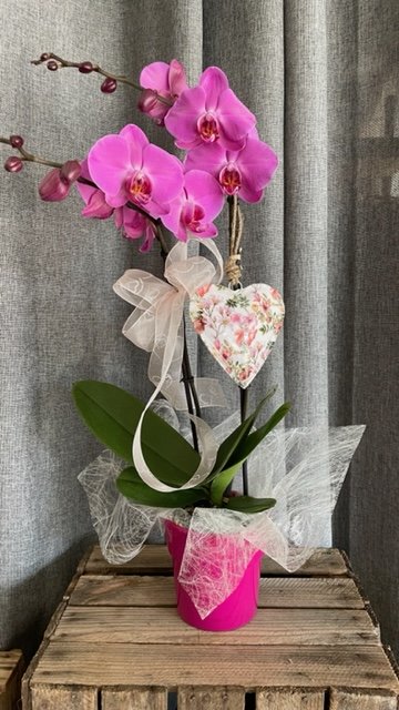 Phalaenopsis couleur en création