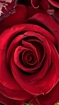 Roses rouges moyennes