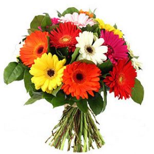 Brassée de gerberas variés suivant arrivages.