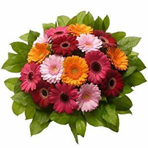 Assemblage de germinis colorés, variés suivant arrivages.