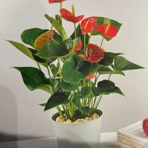 Plante fleurie de saison