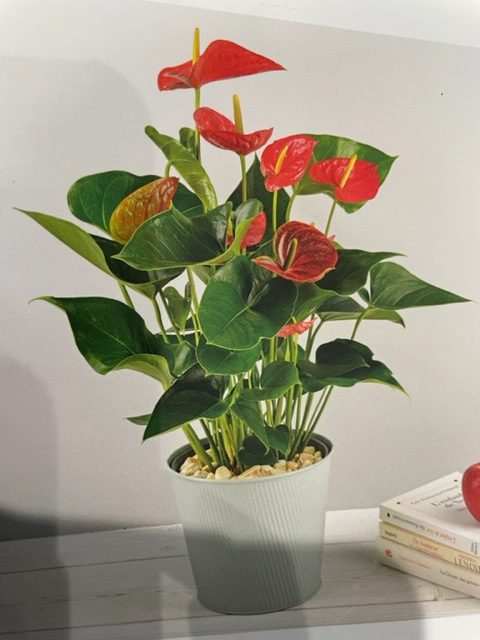 Plante fleurie de saison