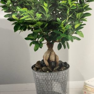 Plante verte avec cache pot au choix du fleuriste