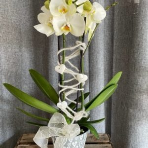 Phalaenopsis blanc en création