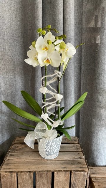 Phalaenopsis blanc en création