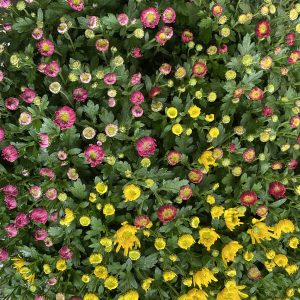 Coupe chrysanthème tricolore Alsace