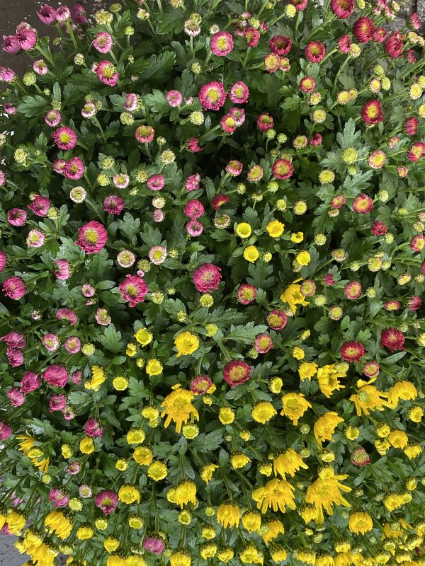 Coupe chrysanthème tricolore Alsace